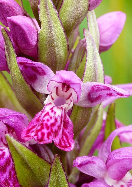 Nigritella, Dactylorhiza perverseemaltempo! Dolomiti luglio 2014.